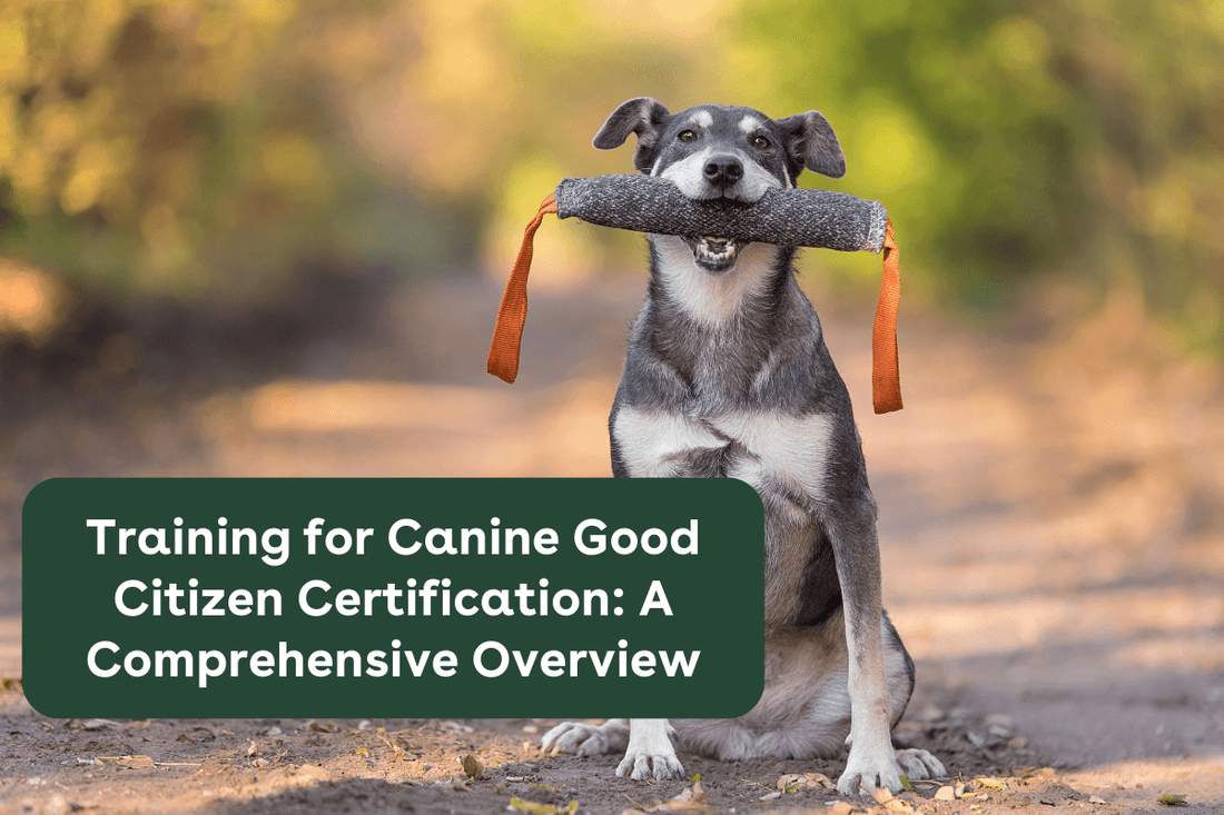 Training for Canine Good Citizen Certification: A Comprehensive Overview | Pupford