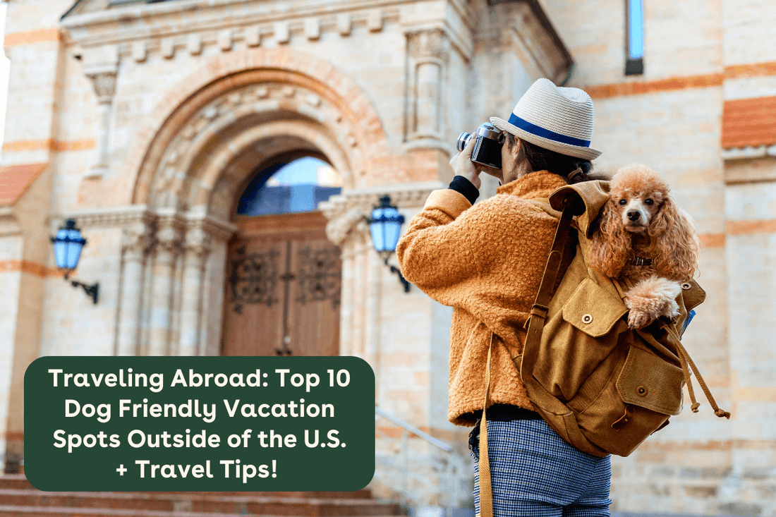 Traveling Abroad: Top 10 Dog Friendly Vacation Spots Outside of the U.S. + Travel Tips! | Pupford