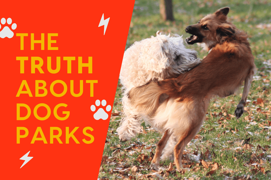 The (Scary) Truth About Dog Parks + Alternatives & Pros & Cons | Pupford