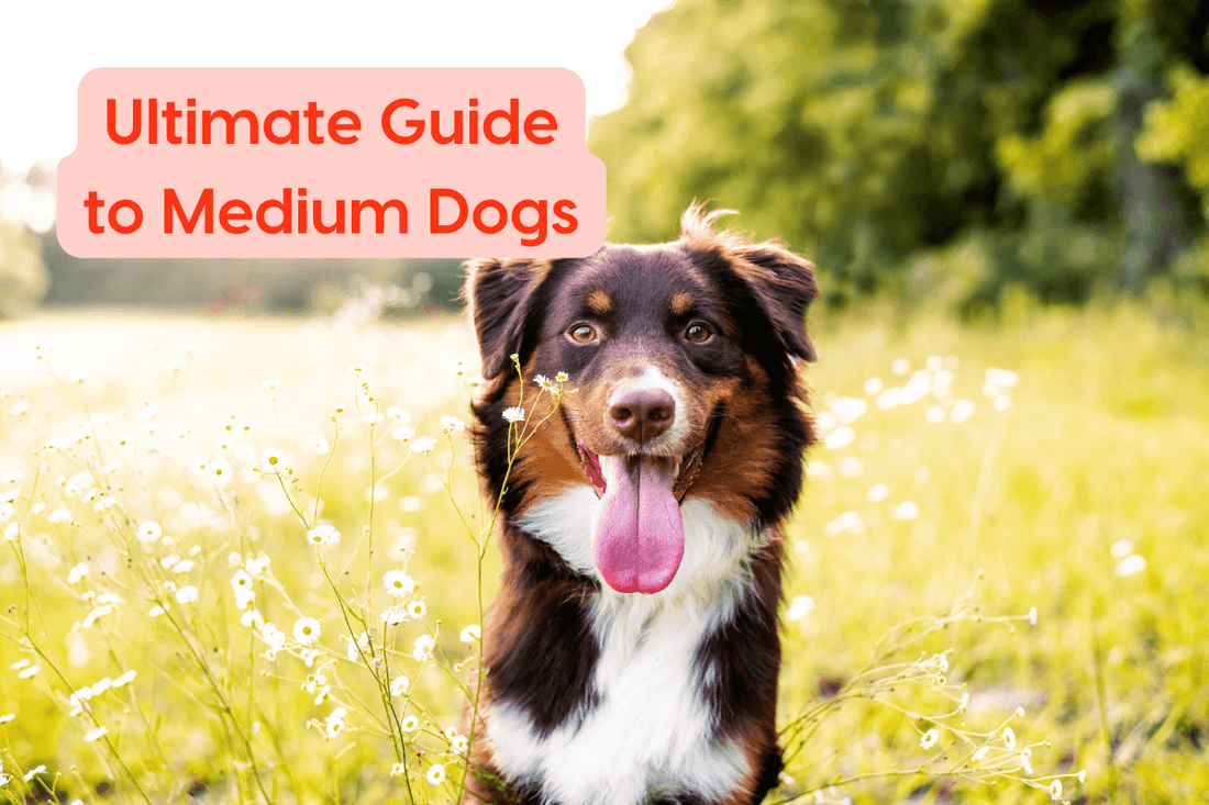 Ultimate Guide to Medium Dogs: Training, Care, Breed Chart & More | Pupford