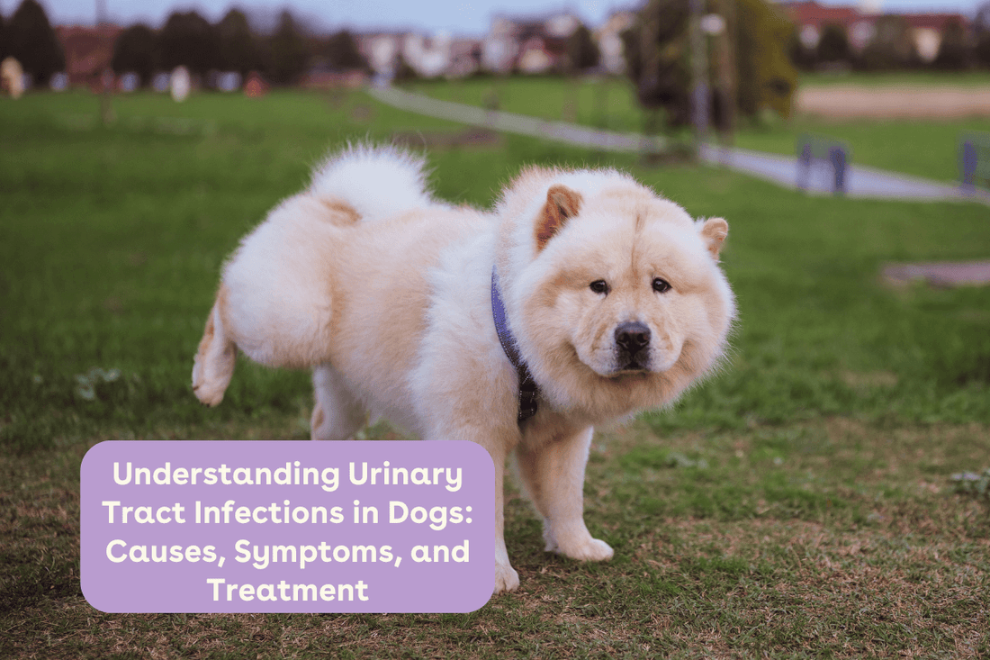 Understanding Urinary Tract Infections in Dogs: Causes, Symptoms, and Treatment | Pupford