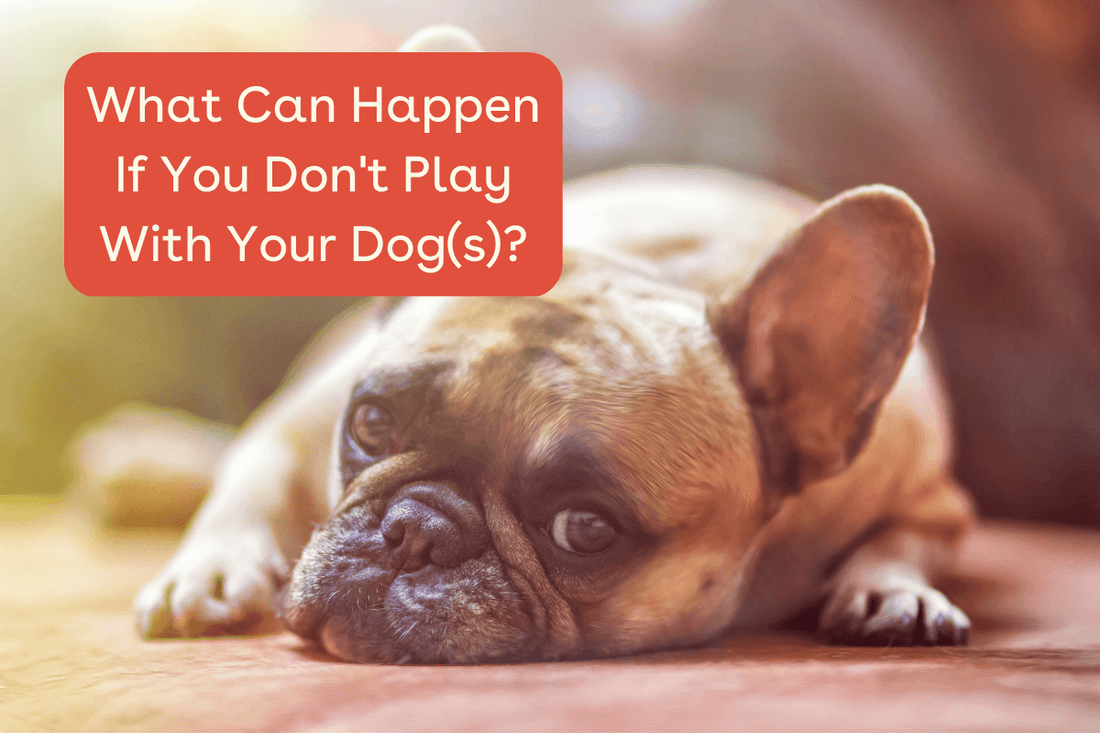 What Can Happen If You Don't Play With Your Dog(s)? | Pupford