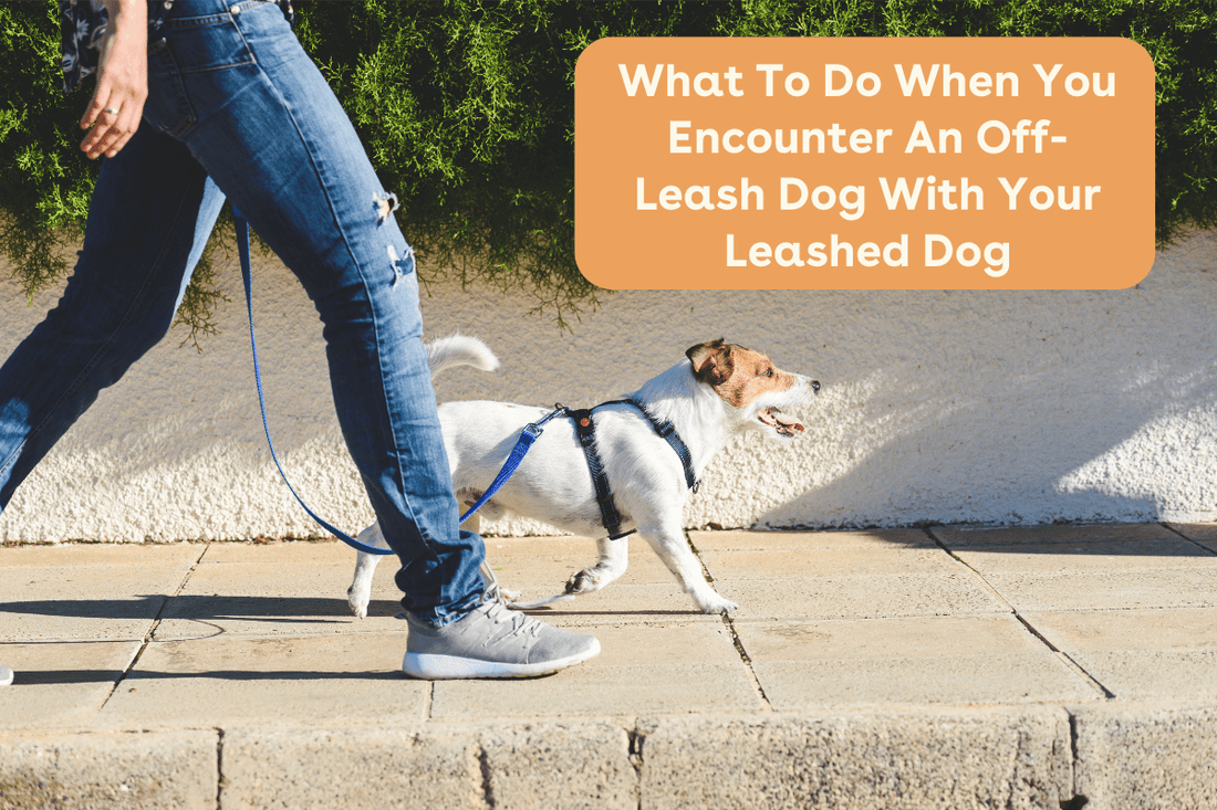 What To Do When You Encounter An Off Leash Dog With Your Leashed Dog | Pupford
