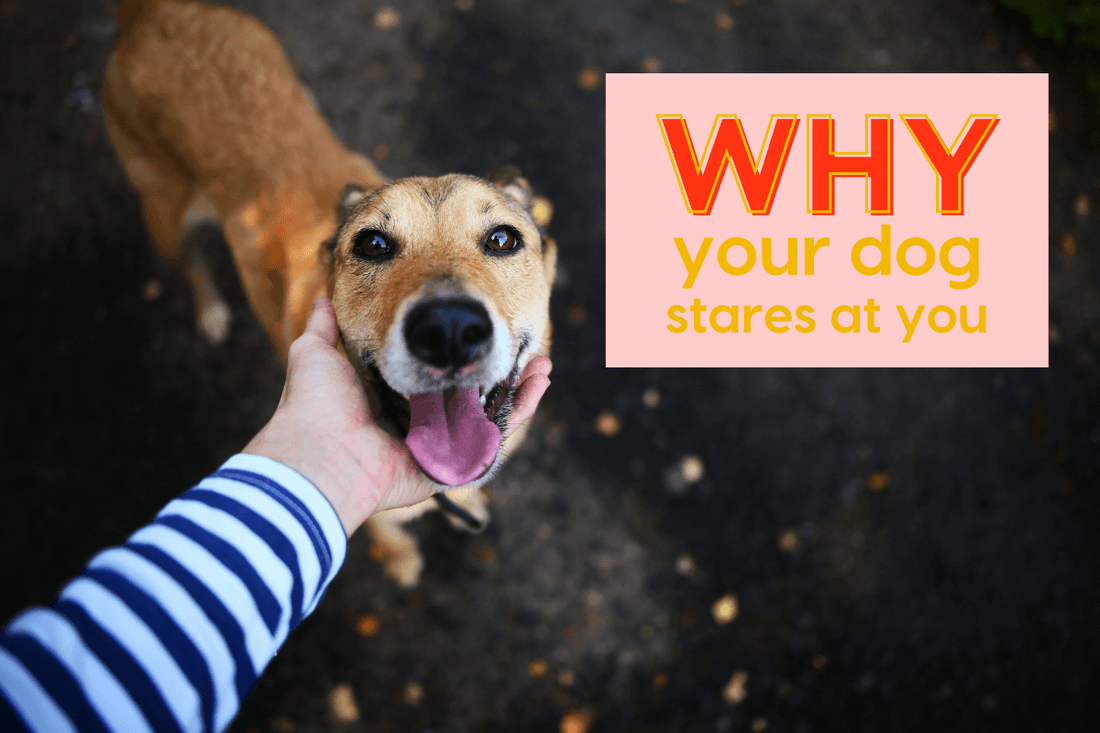 Why Does My Dog Stare at Me? 5 Likely Reasons | Pupford