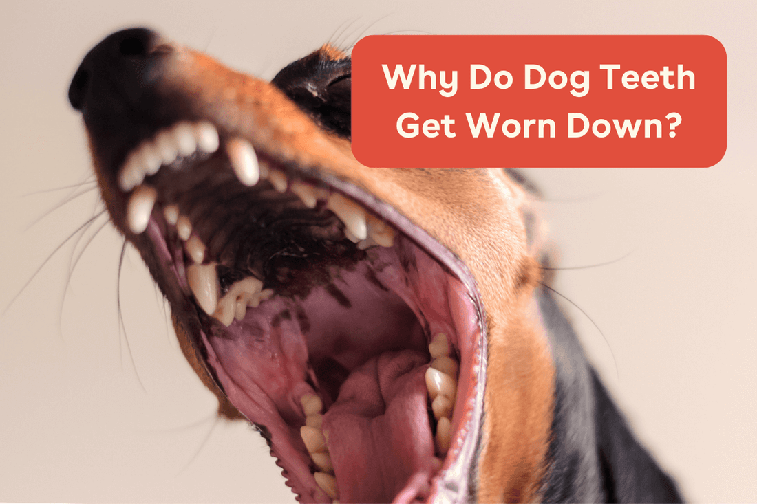 Why Do Dog Teeth Get Worn Down? And When Is It a Cause for Concern? | Pupford