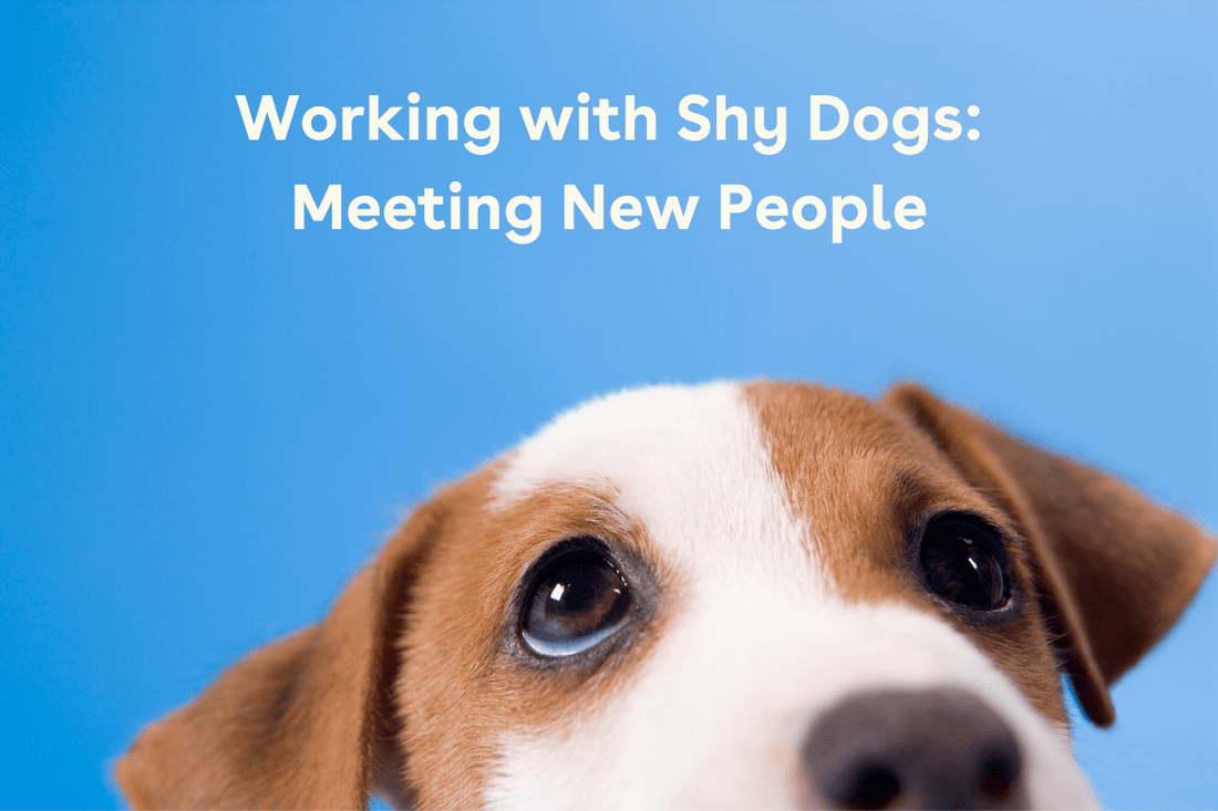 Working with Shy Dogs: Meeting New People | Pupford