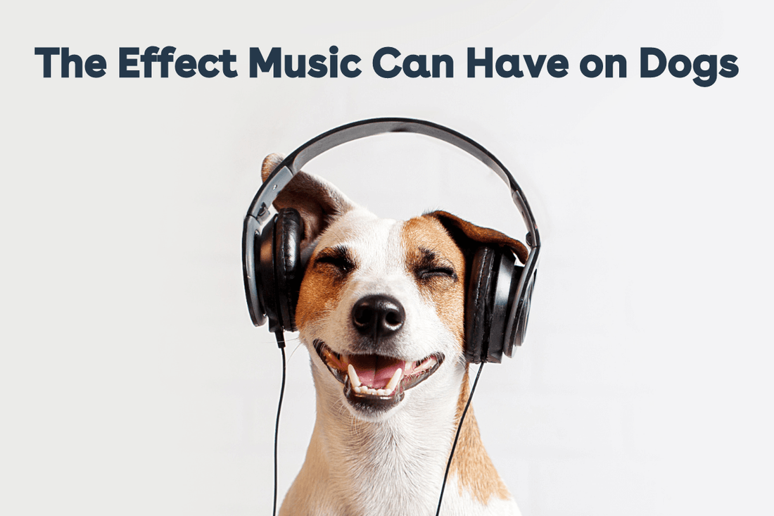 Can Music Calm Dogs Down? The Effect Music Can Have on Dogs | Pupford