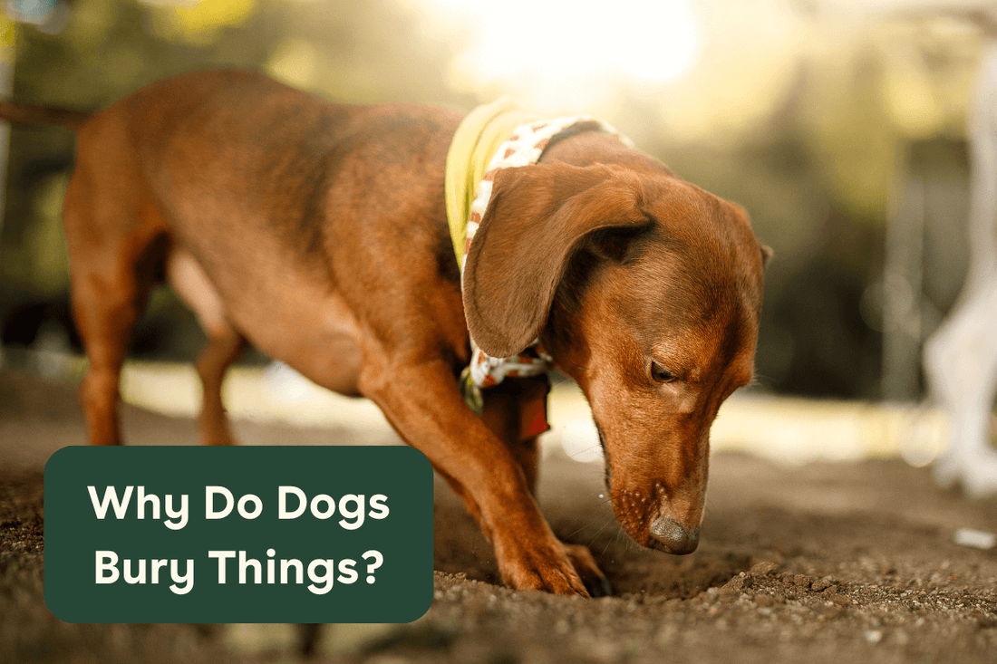 Why Do Dogs Bury Things? Food, Toys, Treats & More | Pupford