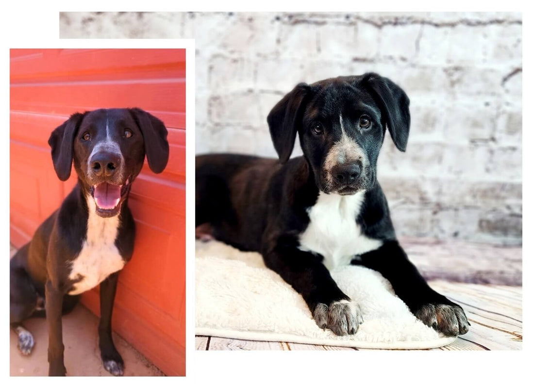 Shelter Stories: Meet Blue | Pupford