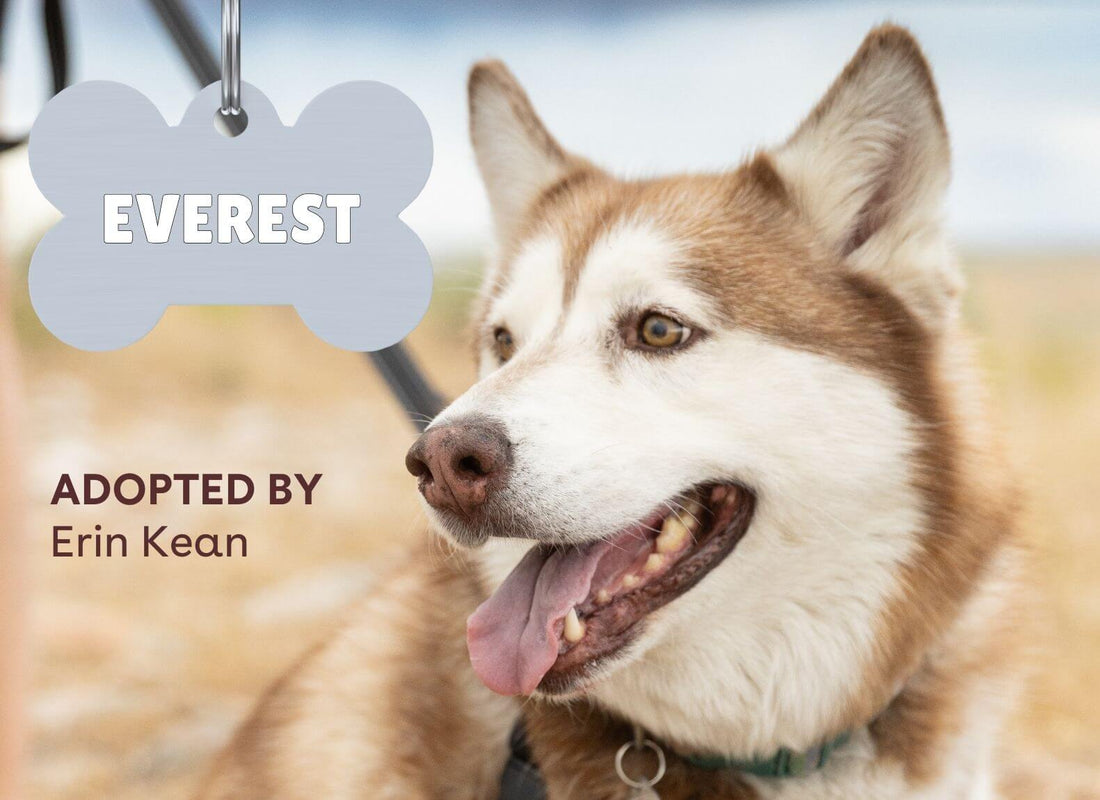 Shelter Stories: Meet Everest | Pupford