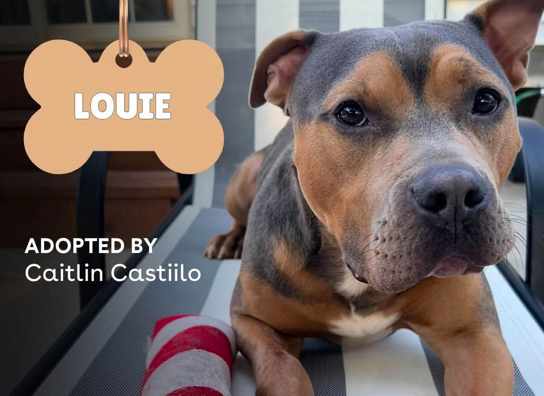 Shelter Stories: Meet Louie | Pupford