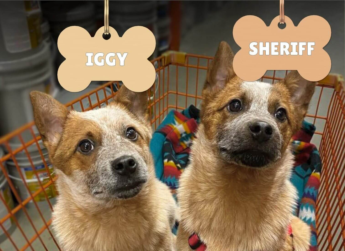 Shelter Stories: Meet Sheriff & Iggy | Pupford