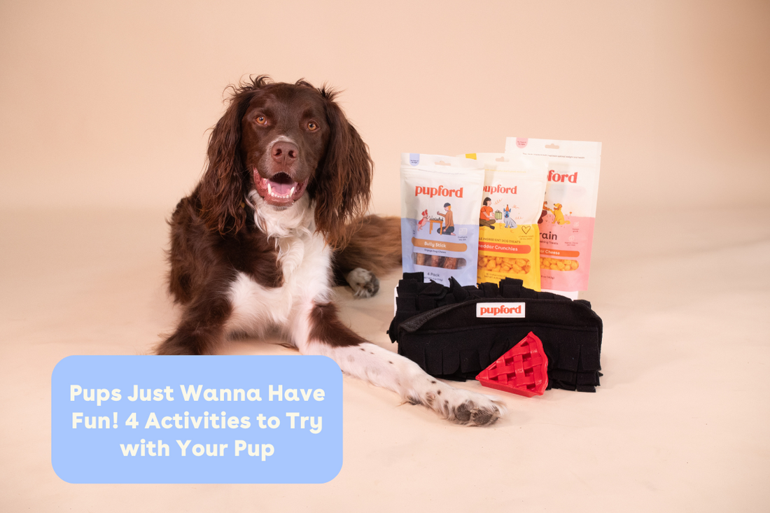 Pups Just Wanna Have Fun! 4 Activities to Try with Your Pup | Pupford