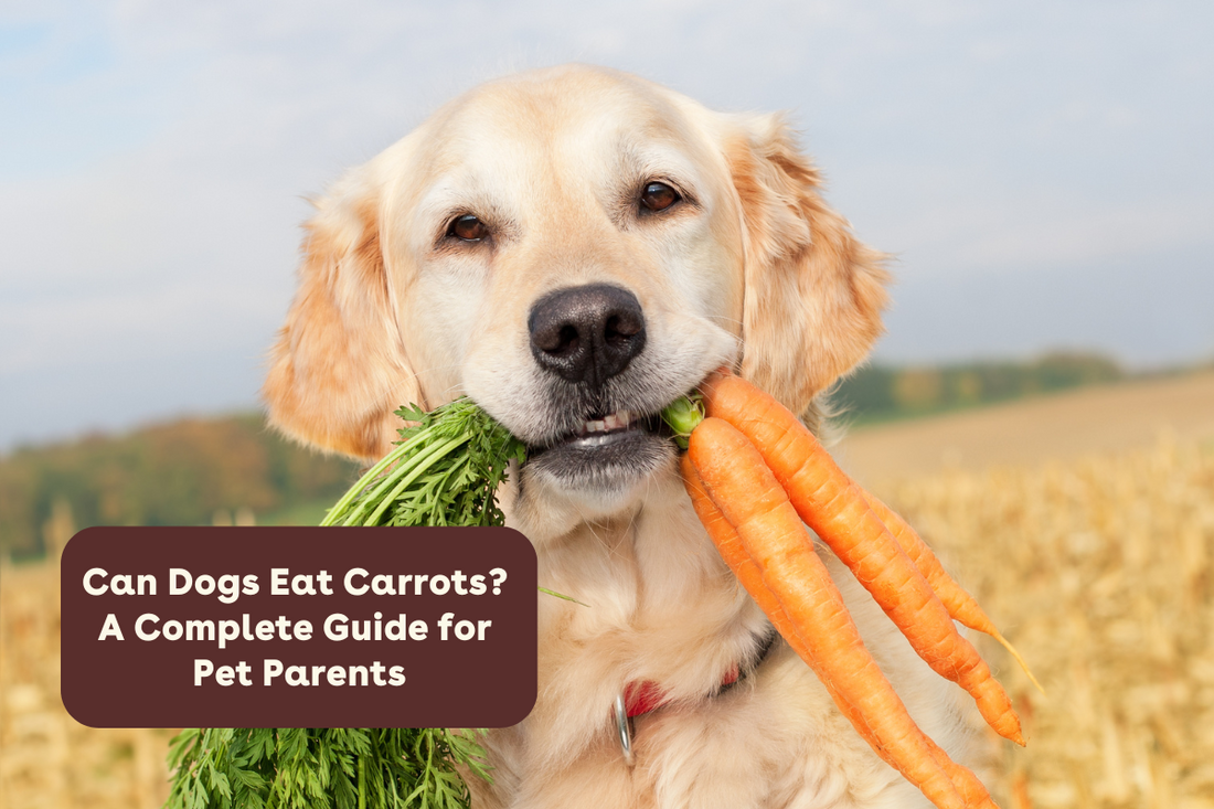 Can Dogs Eat Carrots? A Complete Guide for Pet Parents | Pupford
