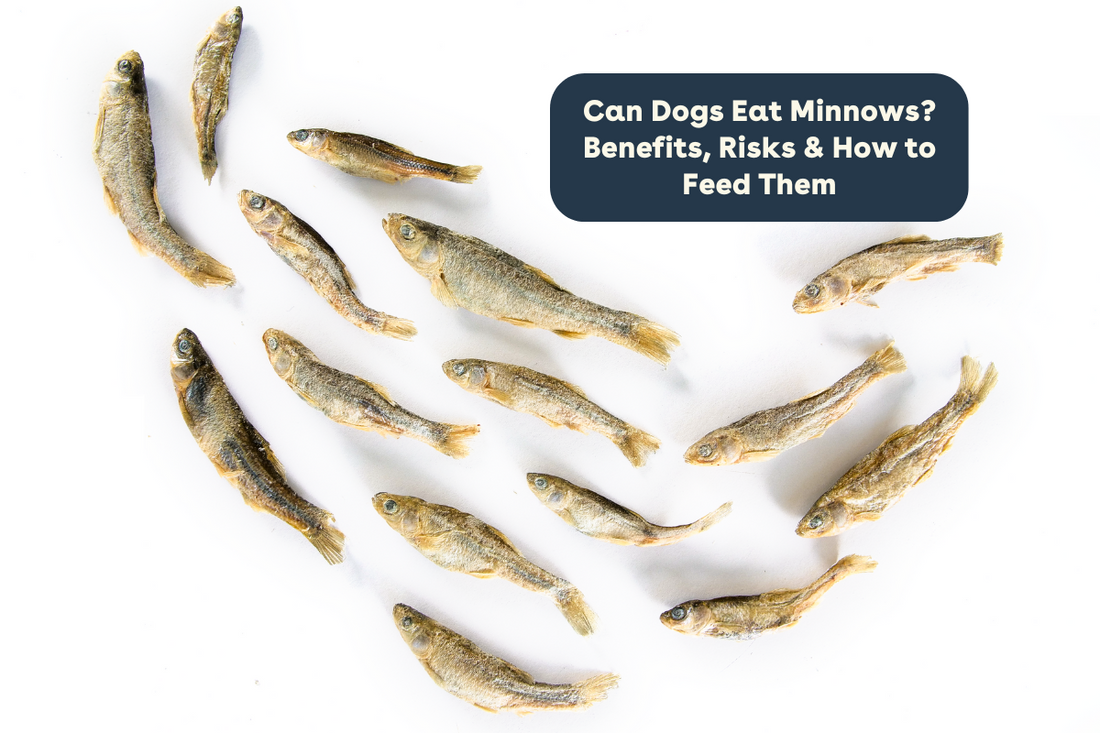 Can Dogs Eat Minnows? Benefits, Risks & How to Feed Them | Pupford