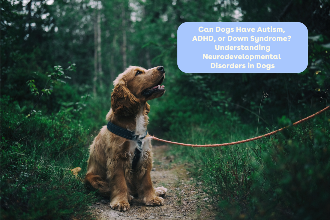 Can Dogs Have Autism, ADHD, or Down Syndrome? Understanding Neurodevelopmental Disorders in Dogs | Pupford