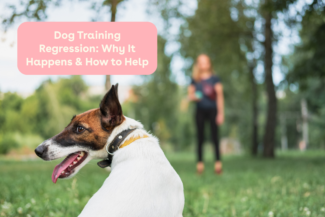 Dog Training Regression: Why It Happens & How to Help | Pupford