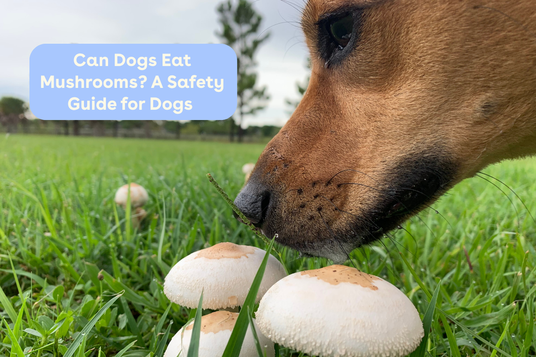 Can Dogs Eat Mushrooms? A Safety Guide for Dogs | Pupford