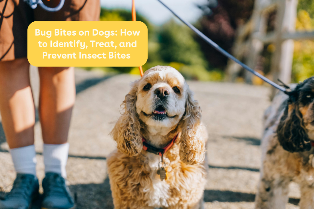 Bug Bites on Dogs: How to Identify, Treat, and Prevent Insect Bites | Pupford