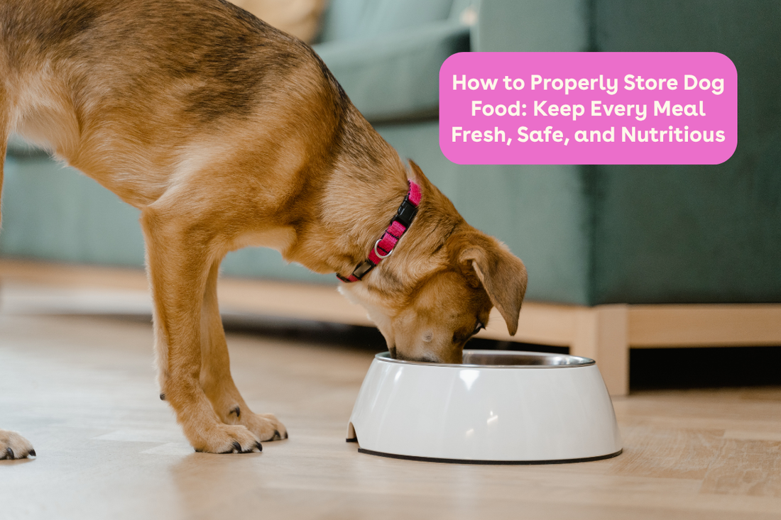 How to Properly Store Dog Food: Keep Every Meal Fresh, Safe, and Nutritious | Pupford