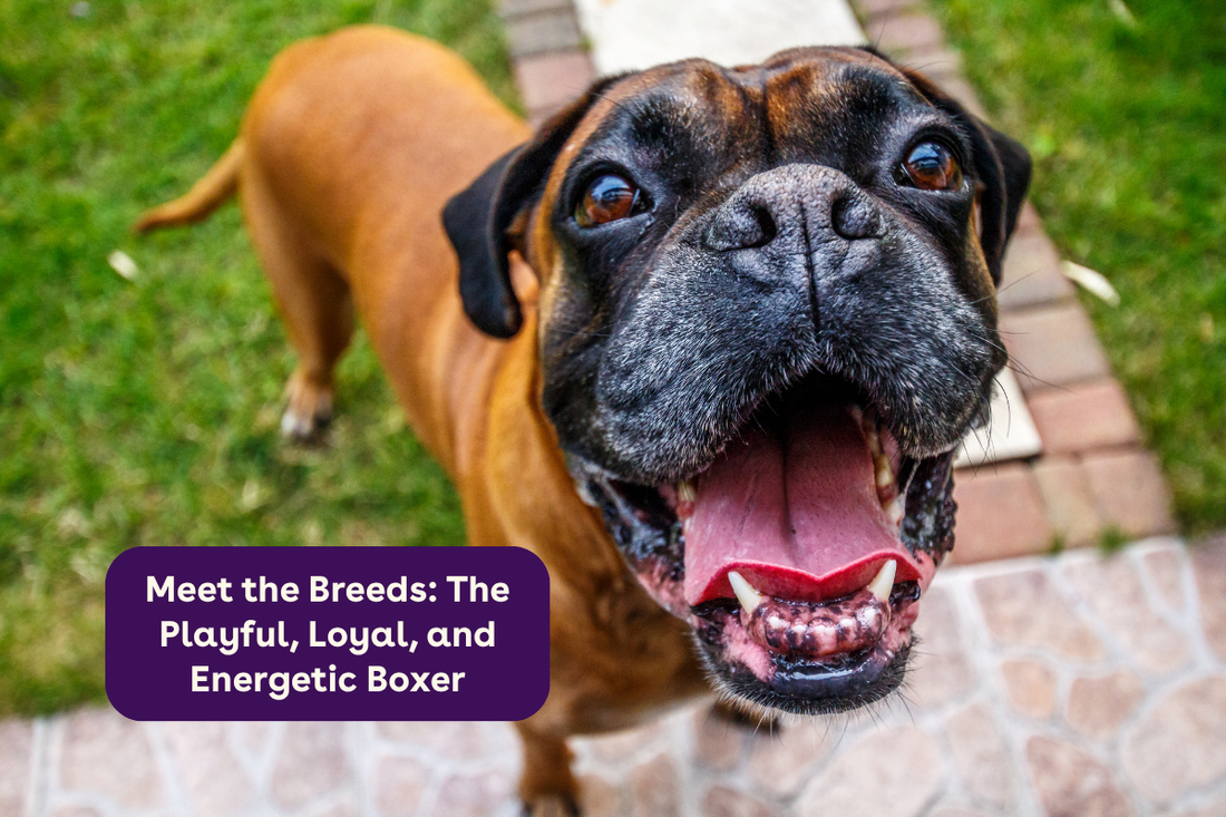 Meet the Breeds: The Playful, Loyal, and Energetic Boxer | Pupford