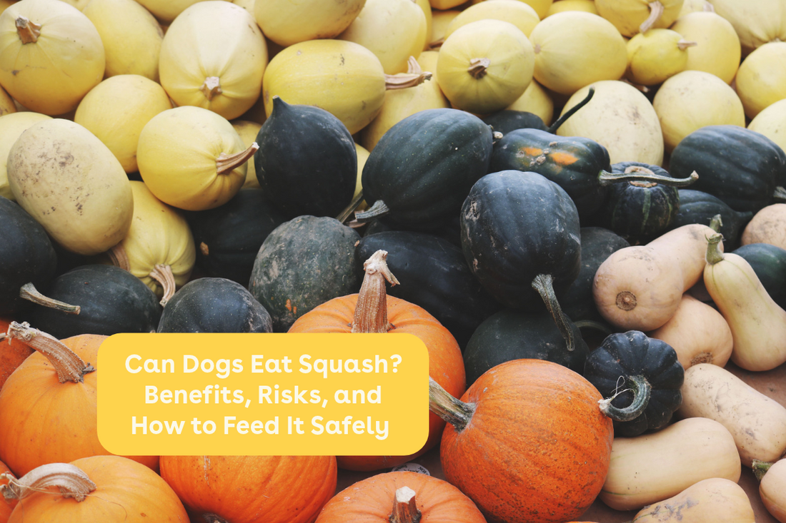 Can Dogs Eat Squash? Benefits, Risks, and How to Feed It Safely | Pupford