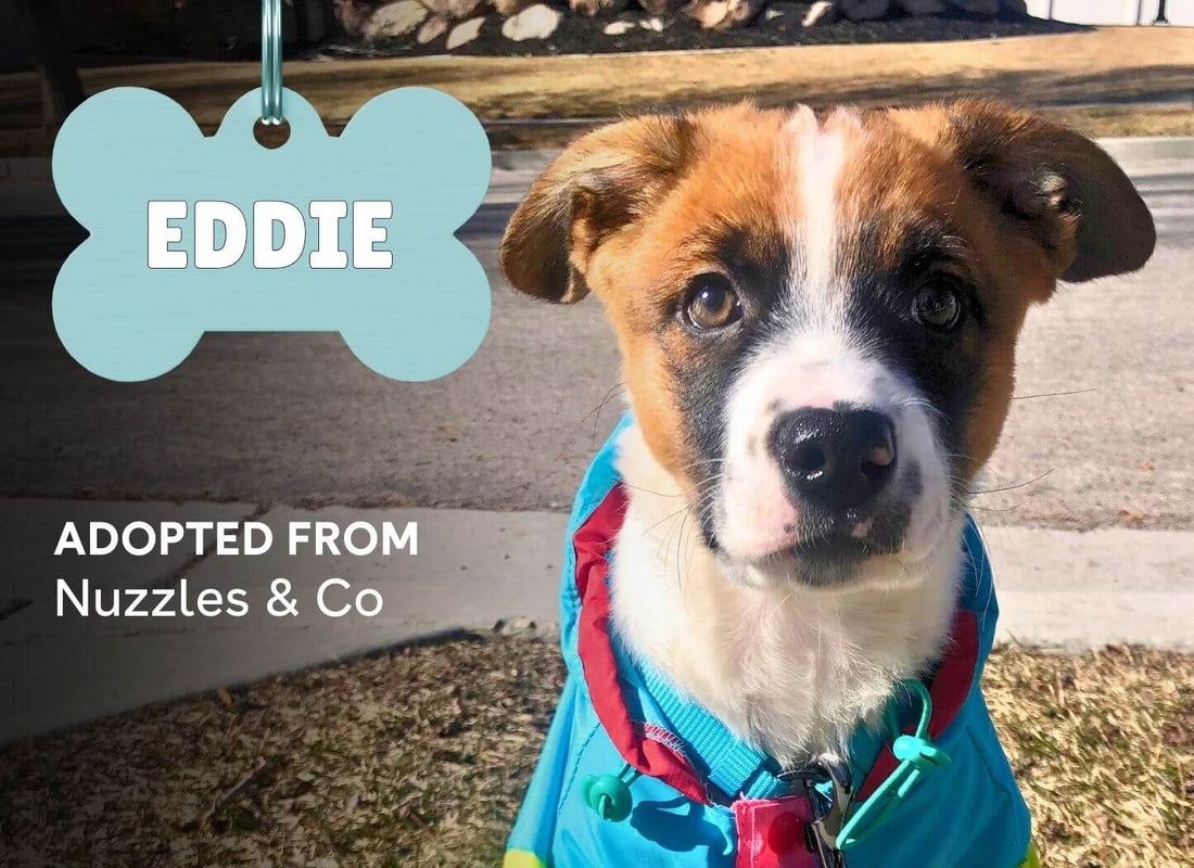 Shelter Stories: Meet Eddie | Pupford