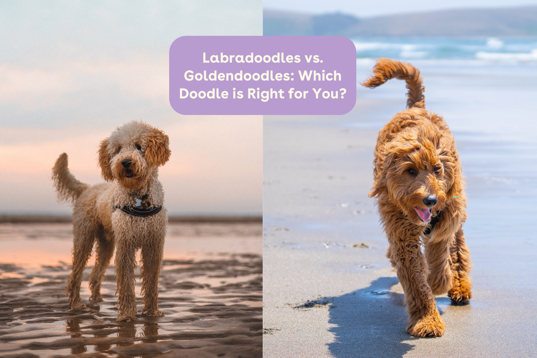 Labradoodles vs. Goldendoodles: Which Doodle is Right for You? | Pupford