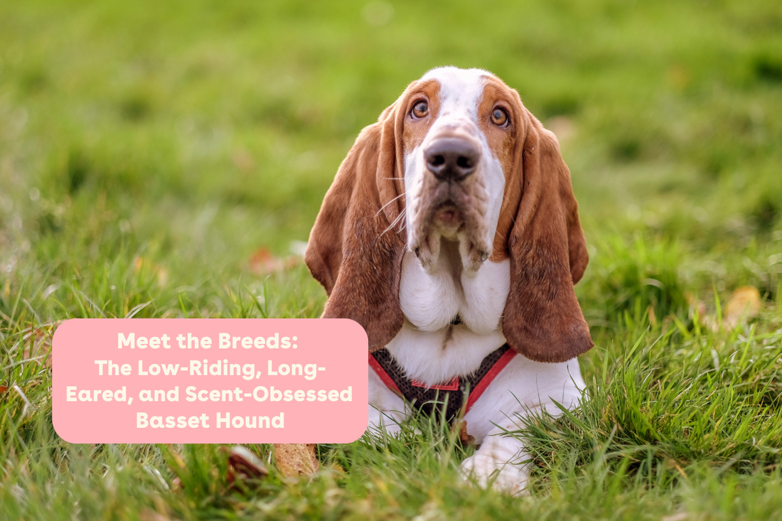 Meet the Breeds: The Low-Riding, Long-Eared, and Scent-Obsessed Basset Hound | Pupford