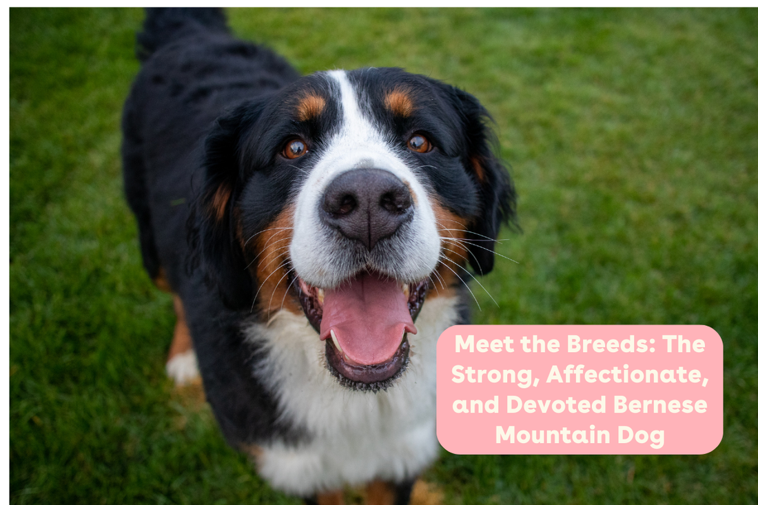 Meet the Breeds: The Strong, Affectionate, and Devoted Bernese Mountain Dog | Pupford