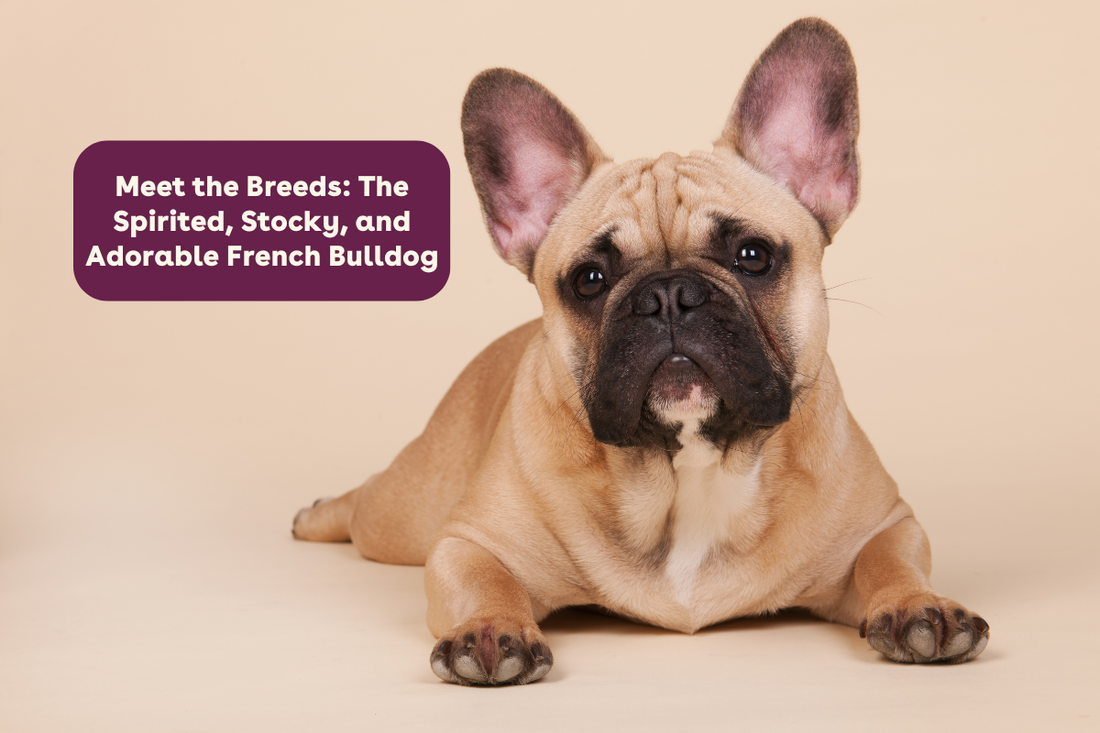 Meet the Breeds: The Spirited, Stocky, and Adorable French Bulldog | Pupford