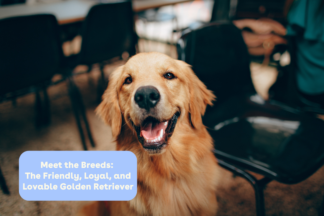 Meet the Breeds: The Friendly, Loyal, and Lovable Golden Retriever | Pupford