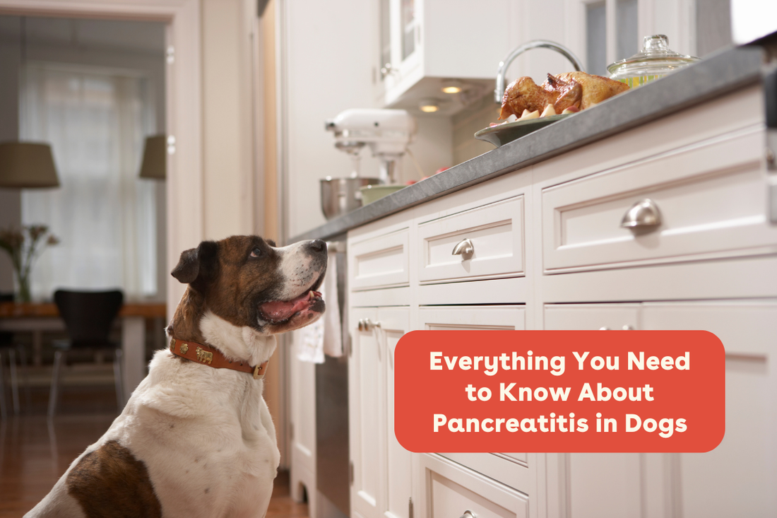 Everything You Need to Know About Pancreatitis in Dogs | Pupford