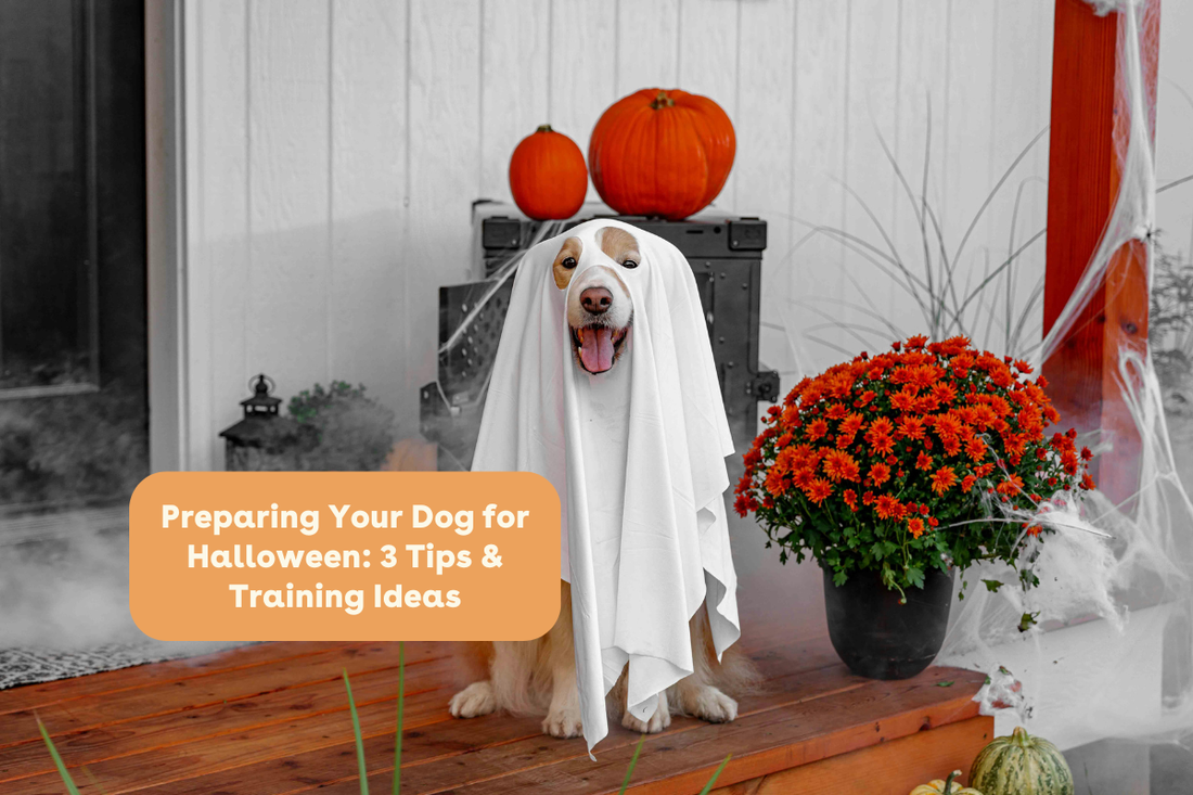 Preparing Your Dog for Halloween: 3 Tips & Training Ideas | Pupford