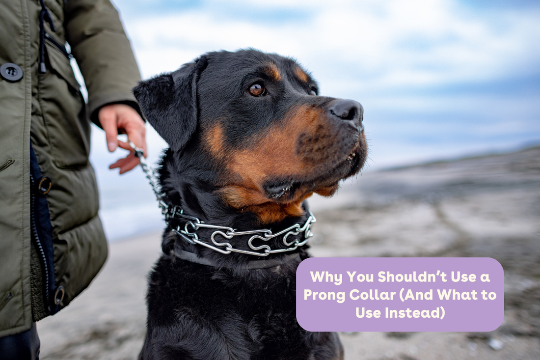 Why You Shouldn’t Use a Prong Collar (And What to Use Instead) | Pupford