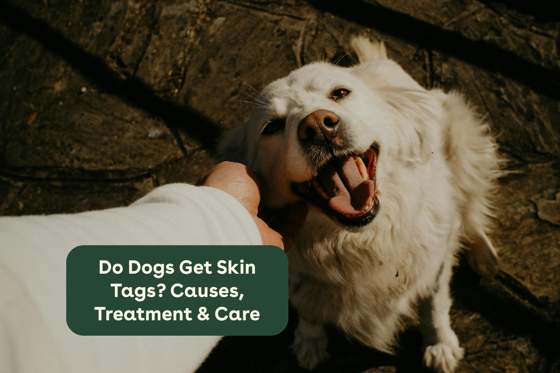 Do Dogs Get Skin Tags? Causes, Treatment & Care | Pupford
