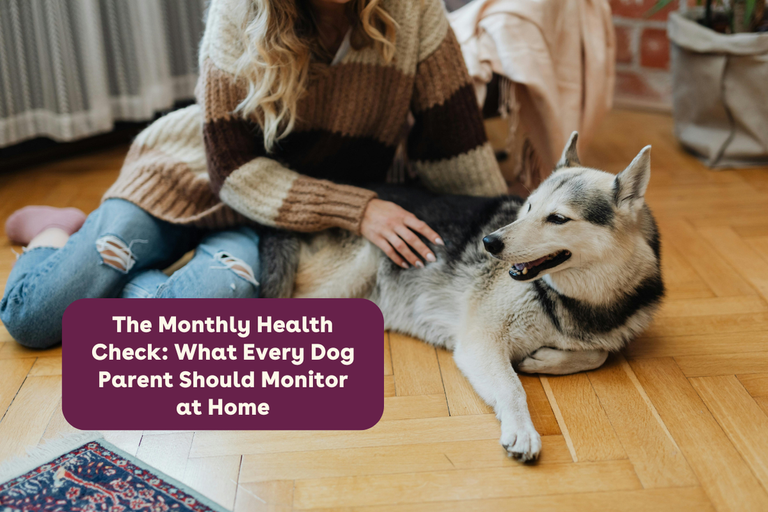 The Monthly Health Check: What Every Dog Parent Should Monitor at Home | Pupford