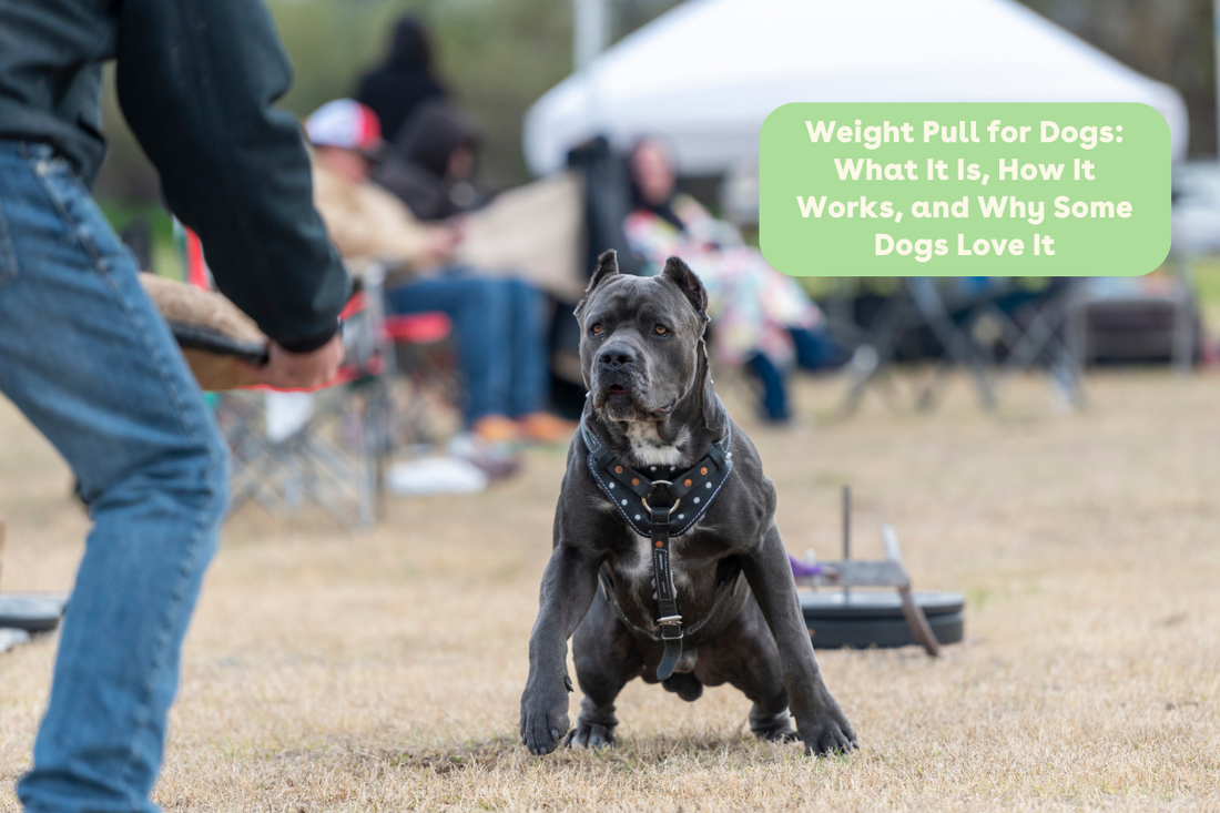 Weight Pull for Dogs: What It Is, How It Works, and Why Some Dogs Love It | Pupford