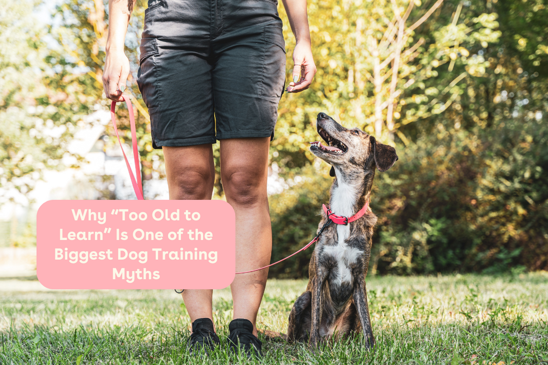 Why “Too Old to Learn” Is One of the Biggest Dog Training Myths | Pupford
