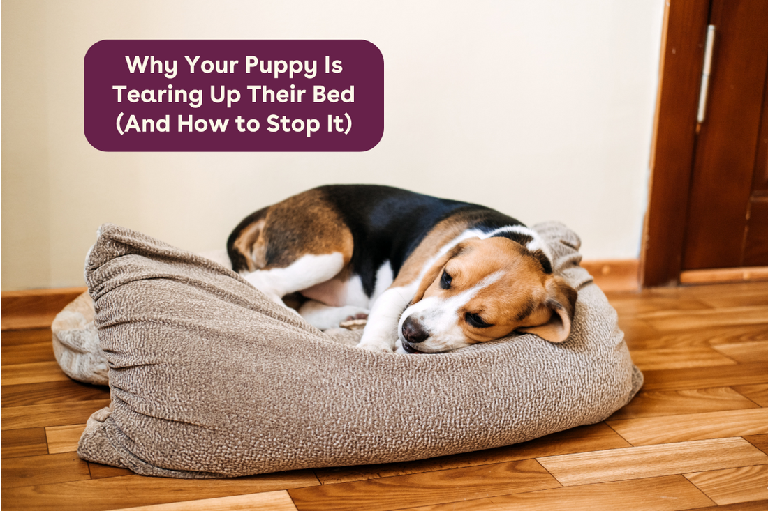 Why Your Puppy Is Tearing Up Their Bed (And How to Stop It) | Pupford