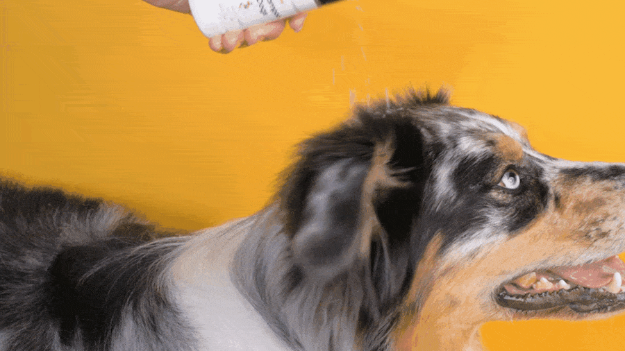 How to Use Dry Shampoo for Dogs