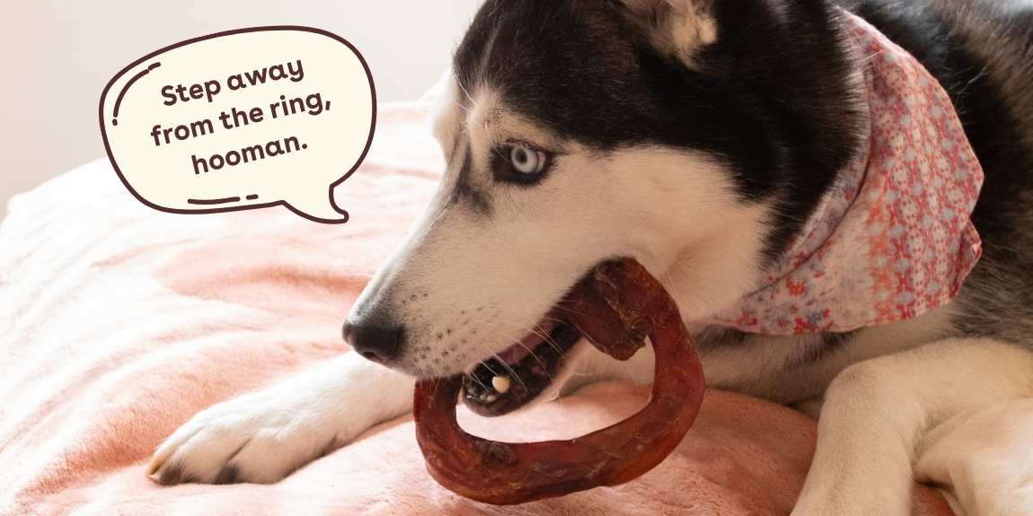Main: Bully Sticks Hero Image