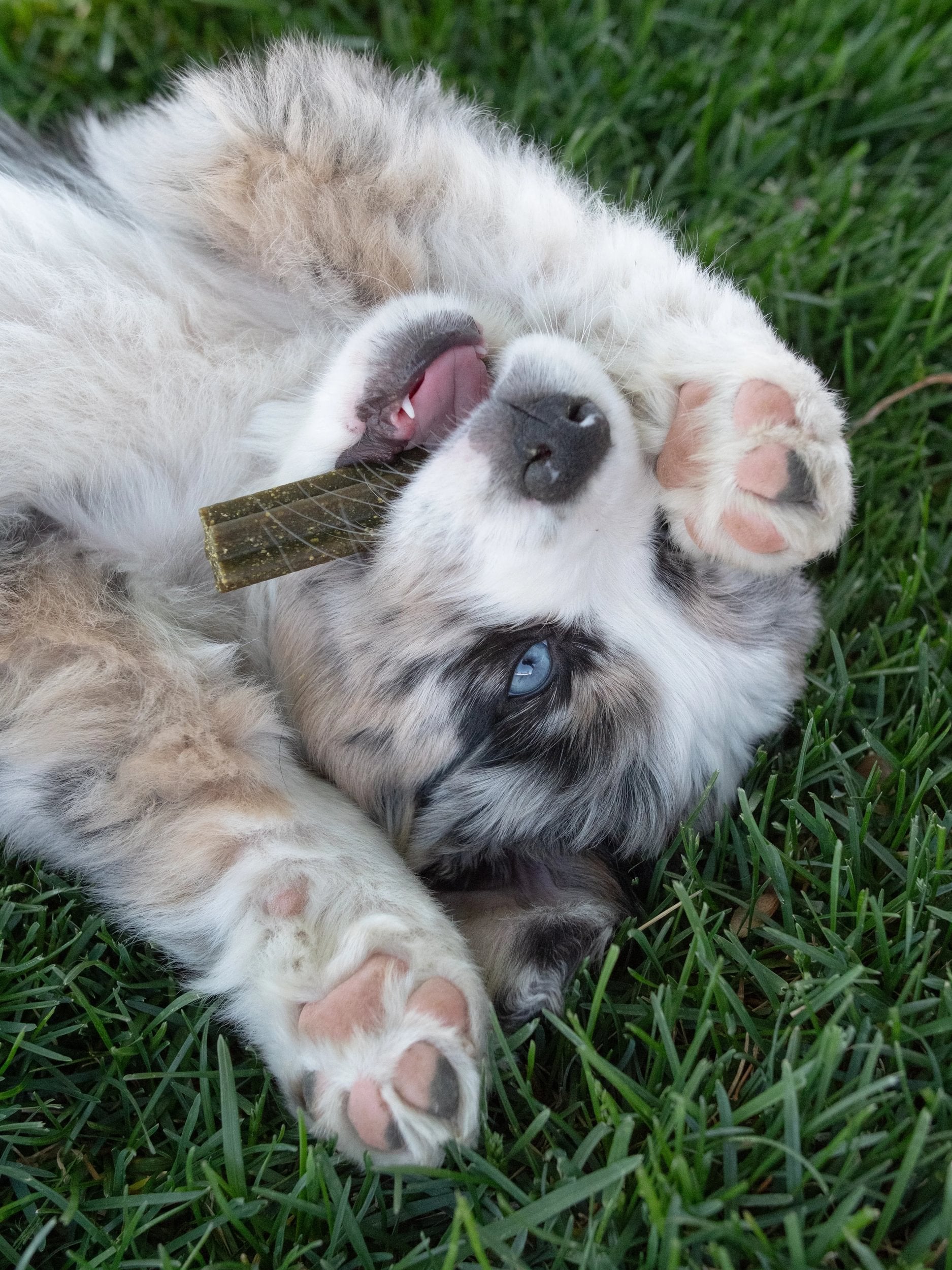 How to Use Pupford Dental Chews:
