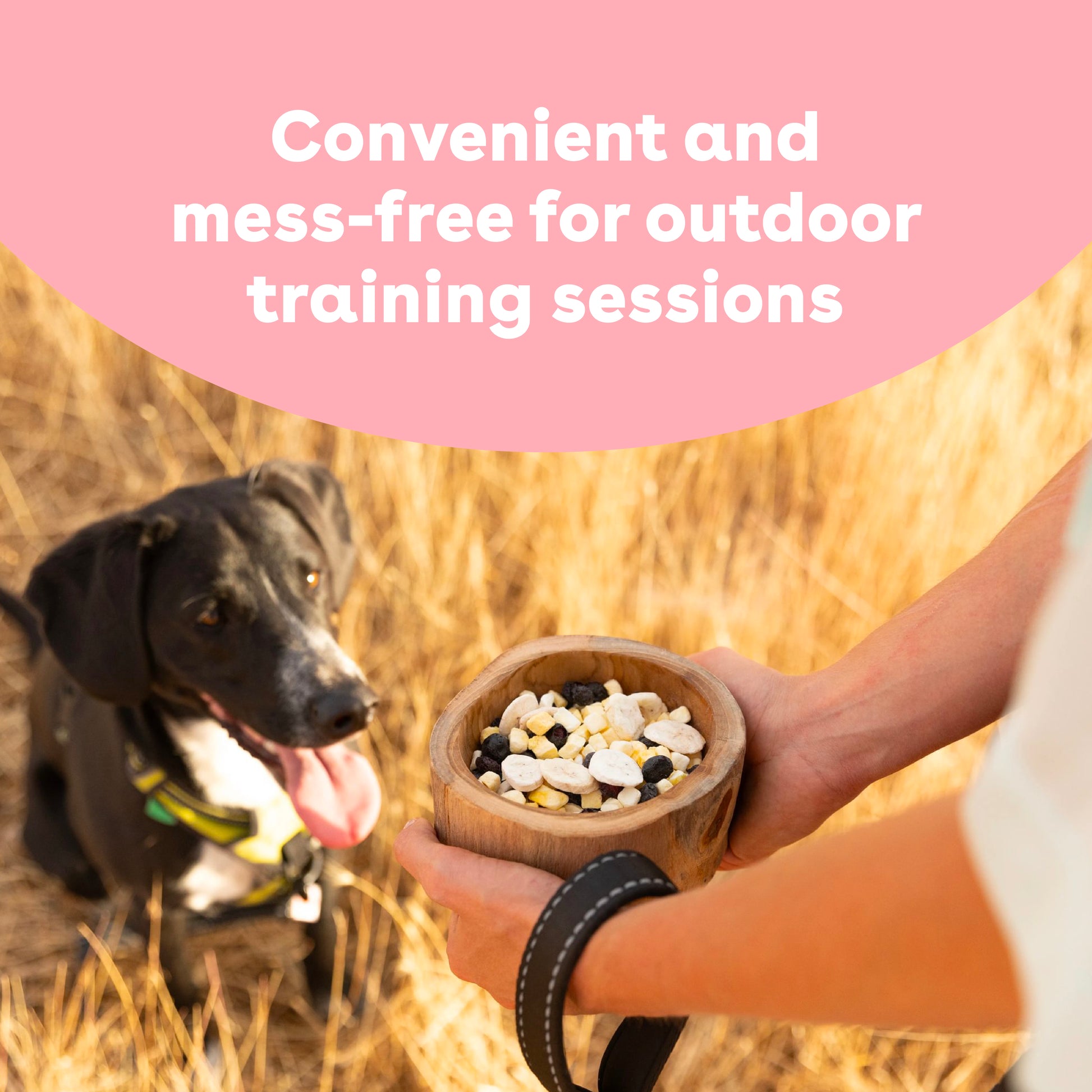 Freeze Dried Blueberry Training Treats