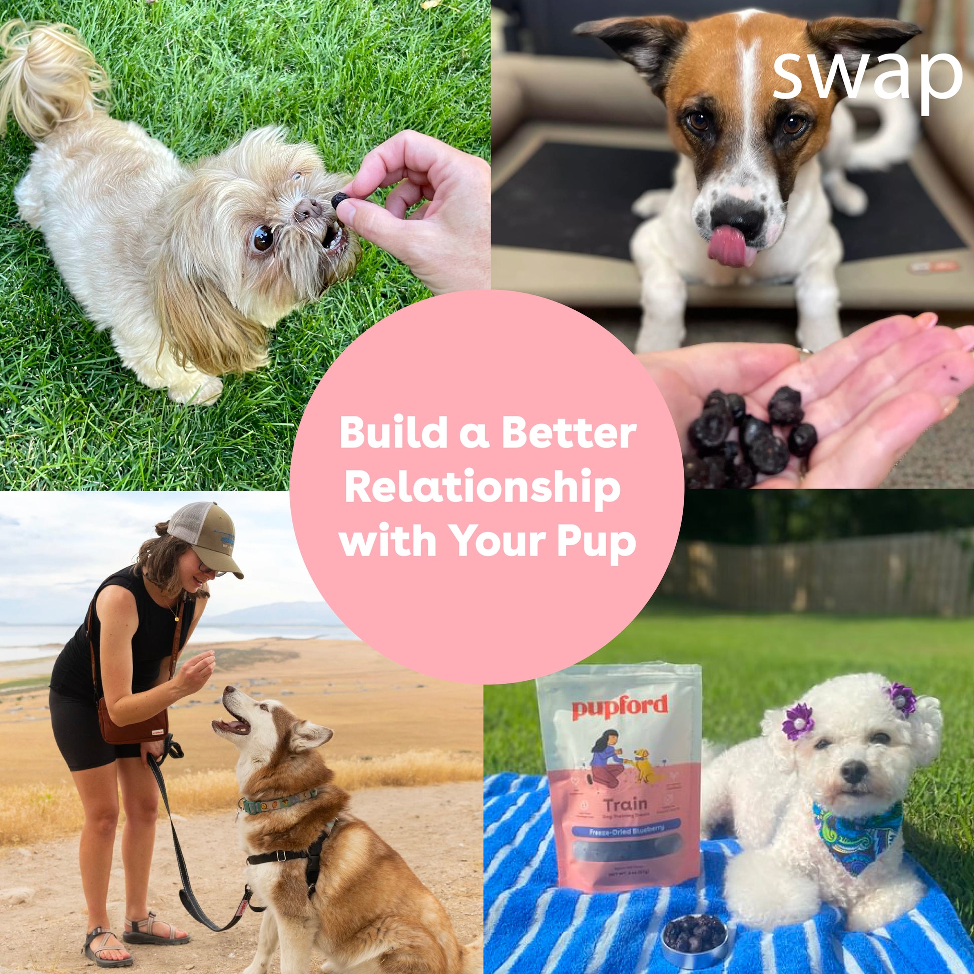 Freeze Dried Blueberry Training Treats