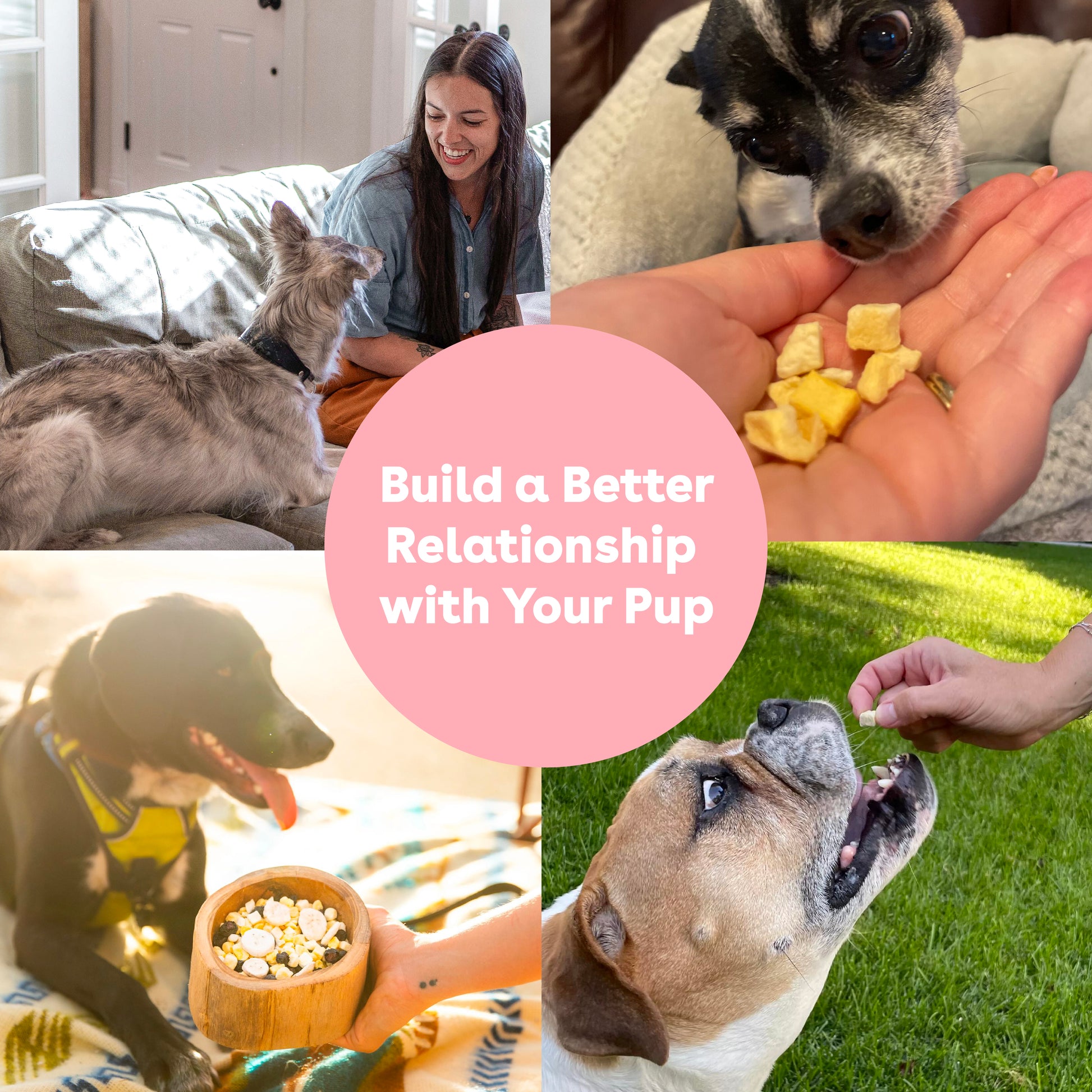 Freeze Dried Mango Training Treats