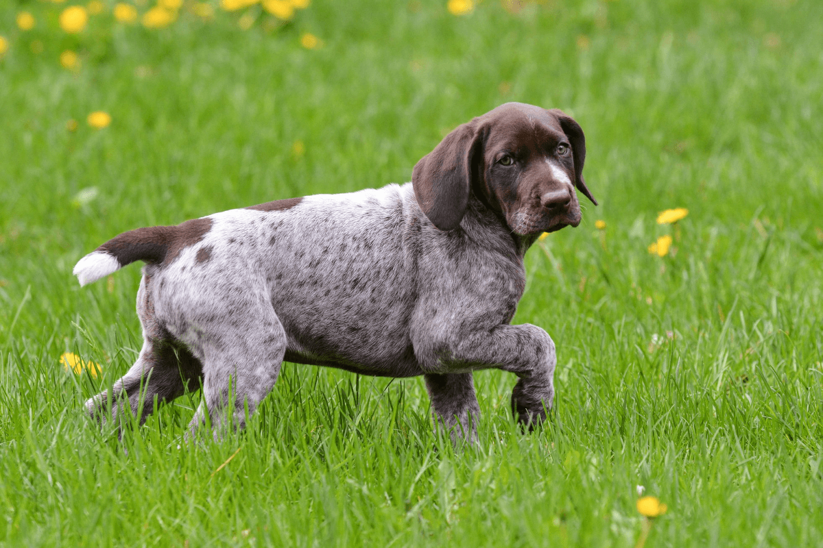 Advanced Puppy Nutrition Course: Microbiome