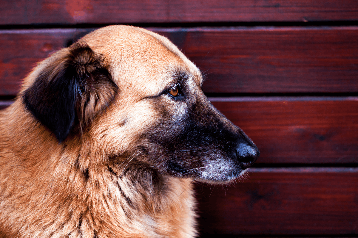 Dog Body Language