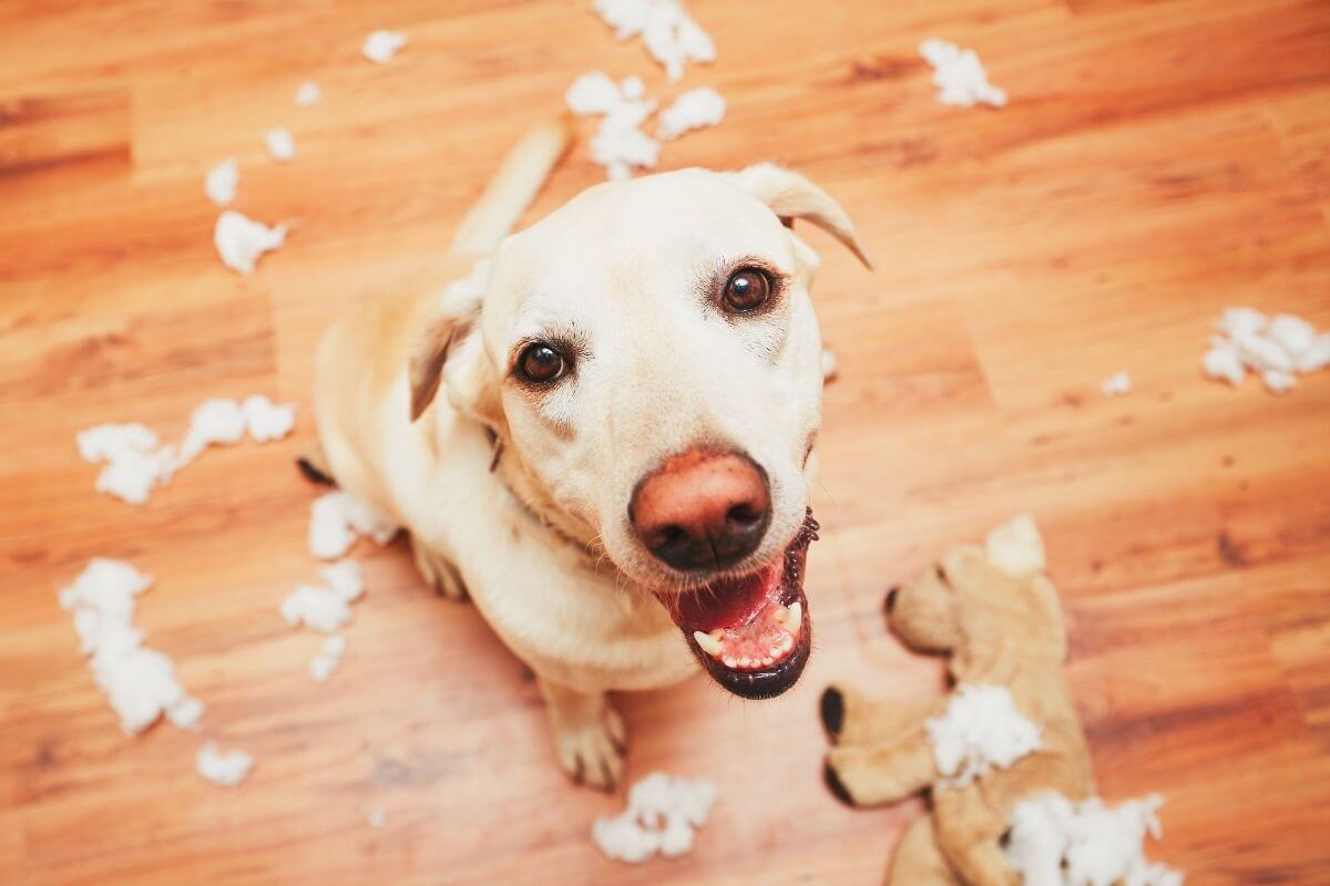 Separation Anxiety Course