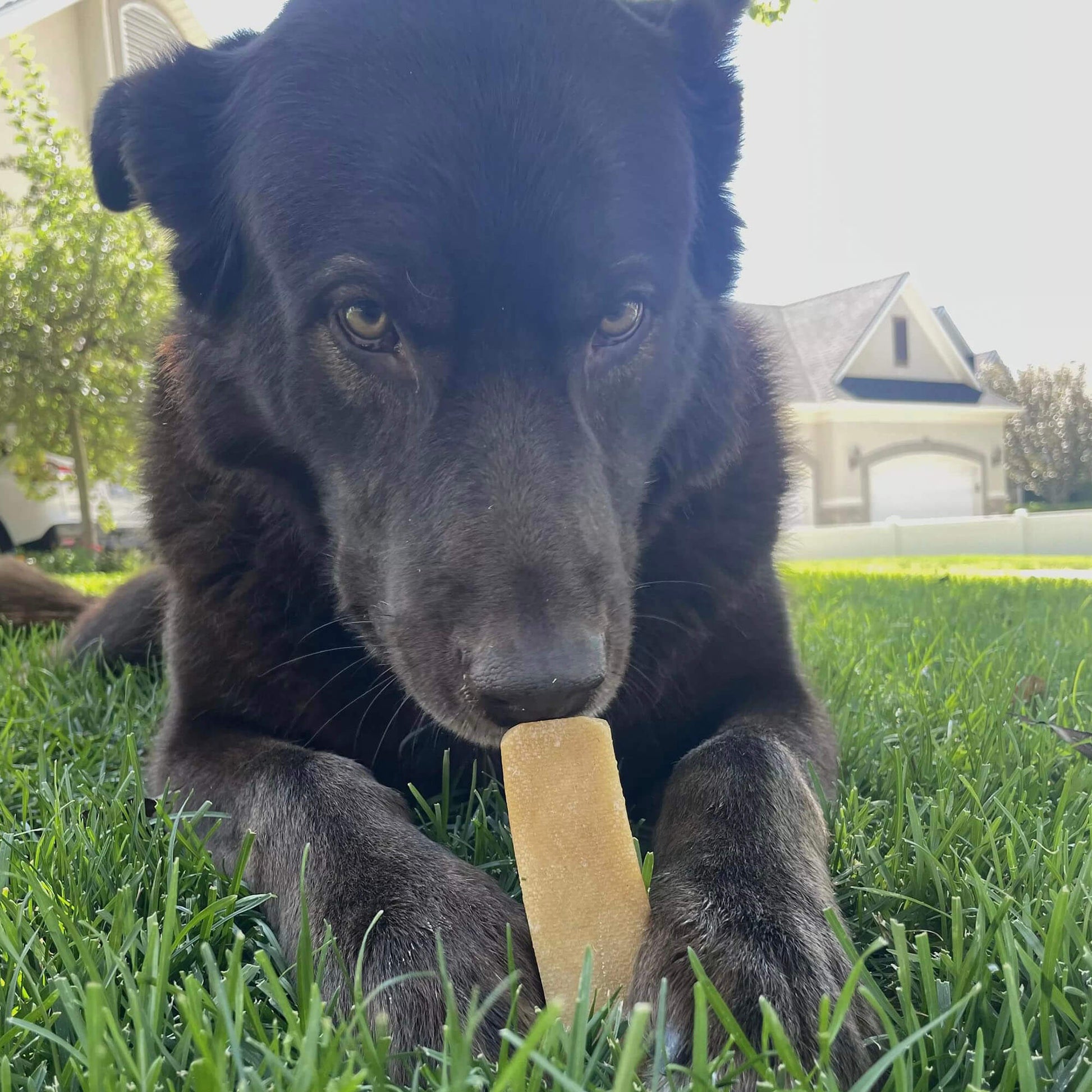 yakchews-3smallArtboard 4